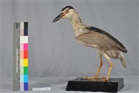 藏品(夜鷺)的圖片